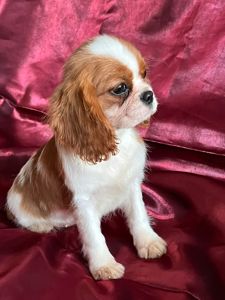 Кавалер кинг чарльз спаниель девочка