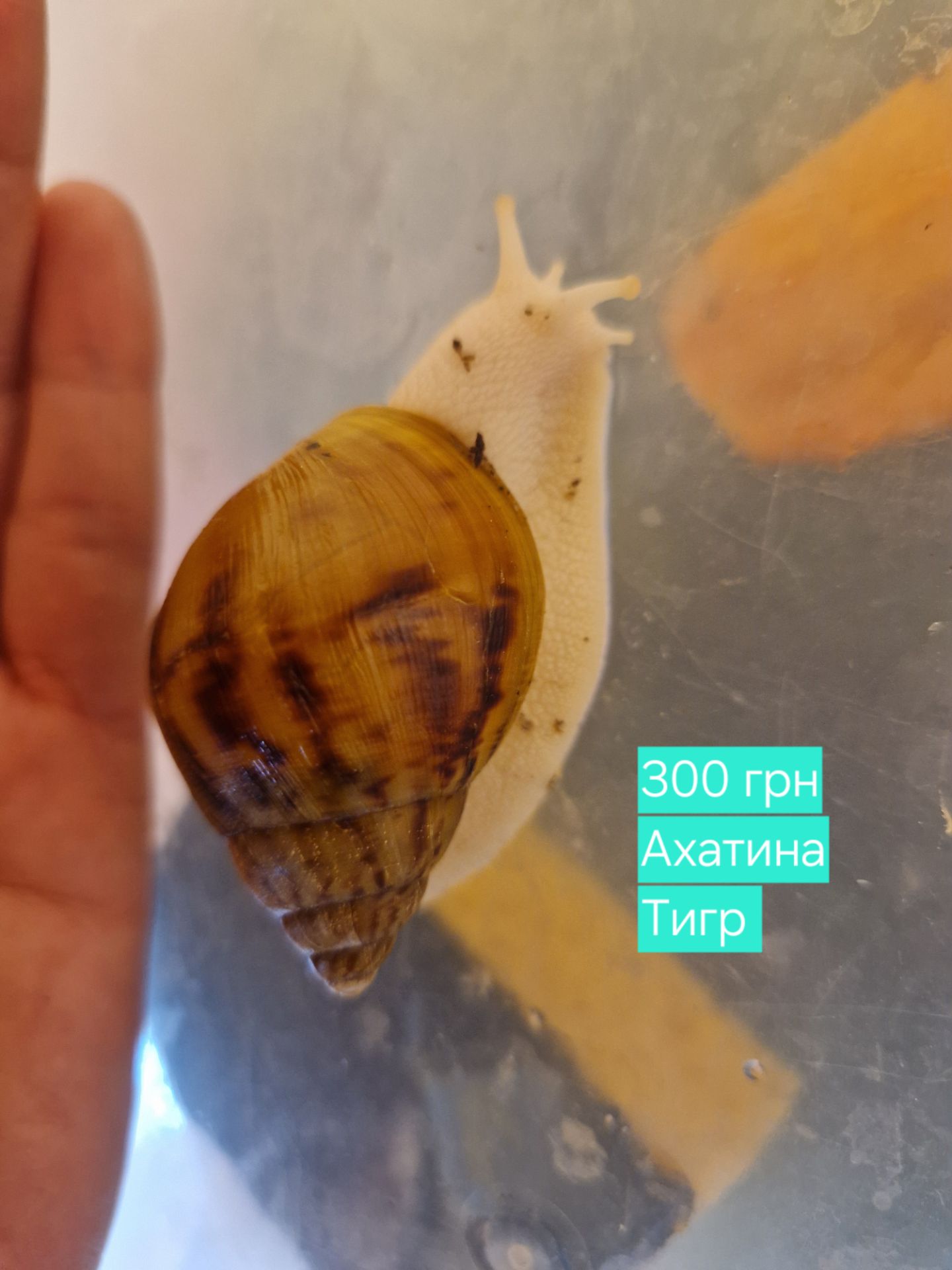 Ахатини та АрхАхатини