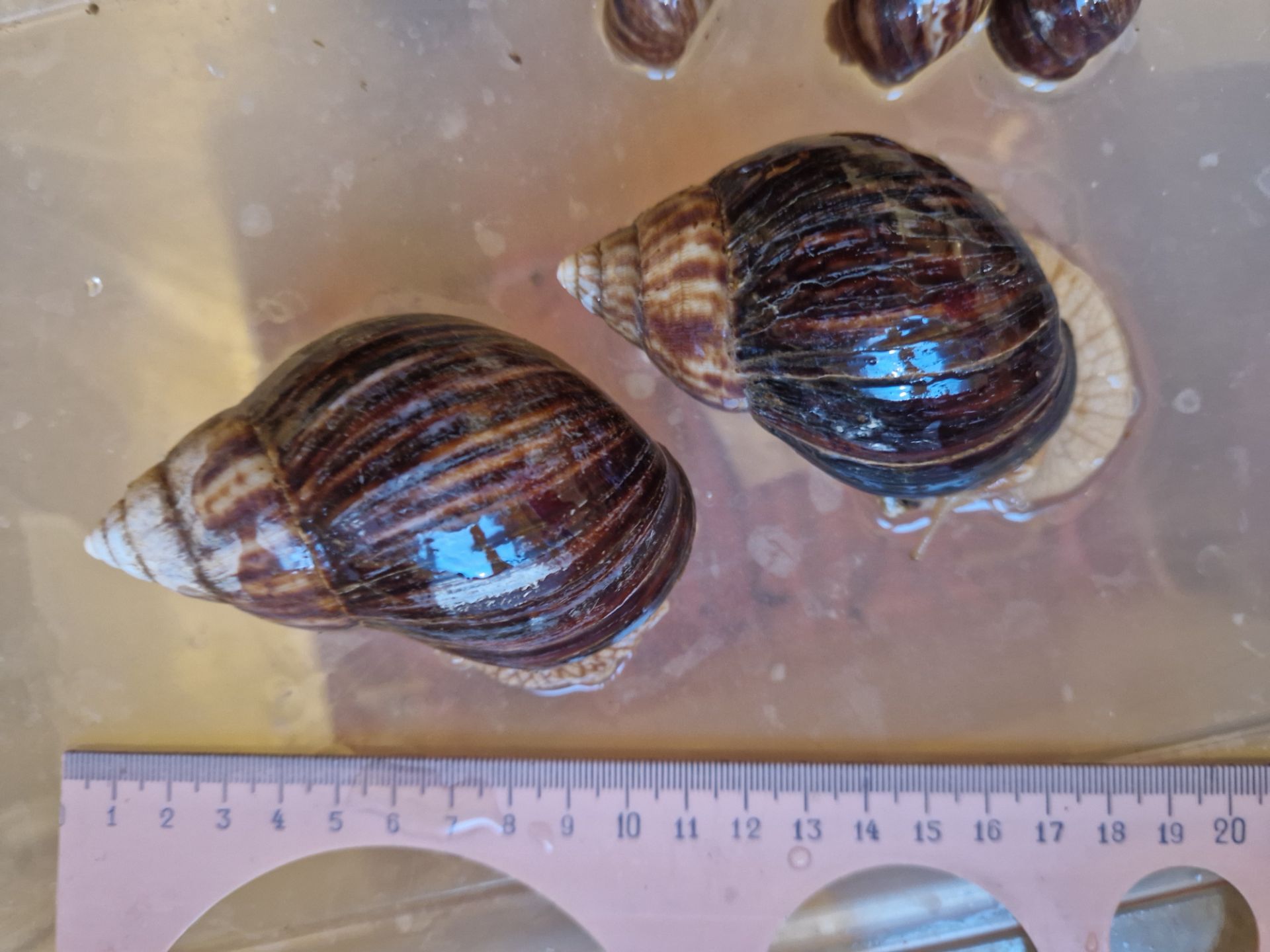 Ахатини та АрхАхатини