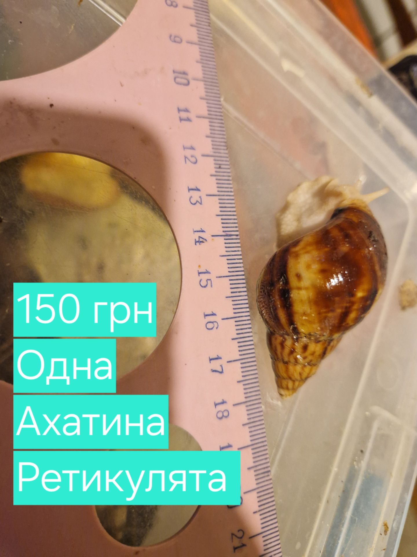 Ахатини та АрхАхатини