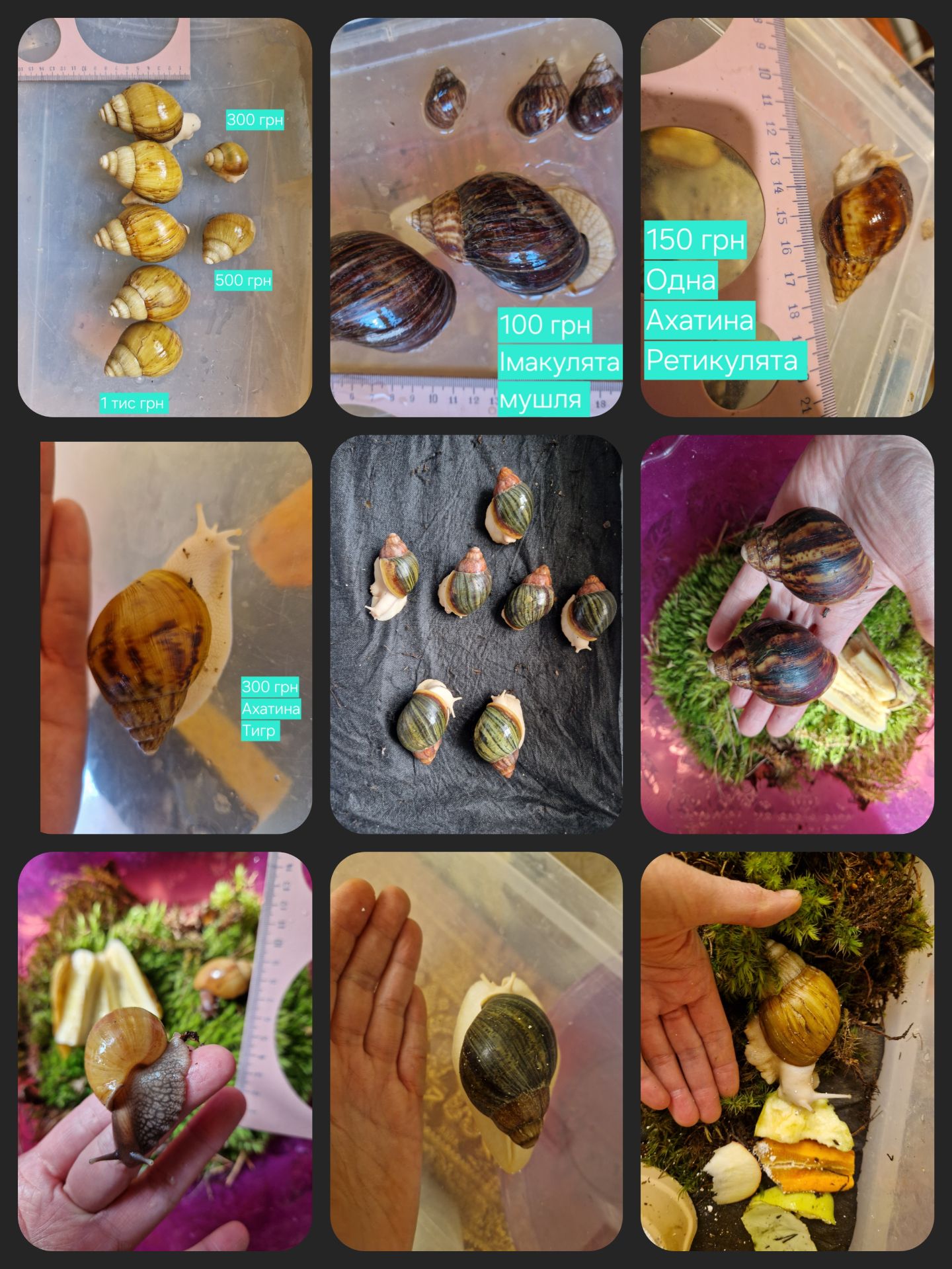 Ахатини та АрхАхатини