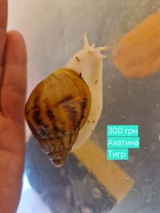 Ахатини та АрхАхатини