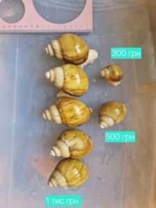 Ахатини та АрхАхатини