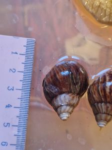 Ахатини та АрхАхатини