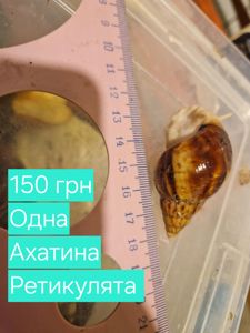 Ахатини та АрхАхатини