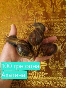 Ахатини та АрхАхатини