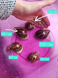 Ахатини та АрхАхатини