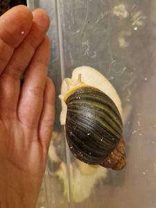 Ахатини та АрхАхатини