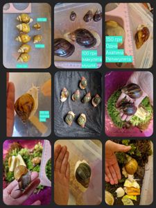 Ахатини та АрхАхатини