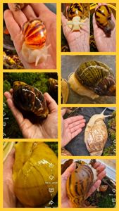 Ахатини та АрхАхатини