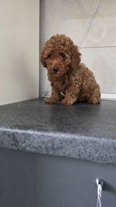 Щенки мальтипу