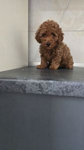 Щенки мальтипу