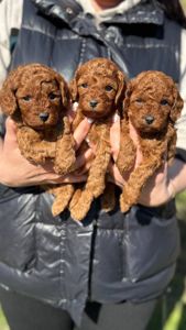 Той пудельки