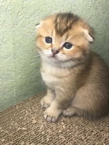 Шиншиловая Золота девочка