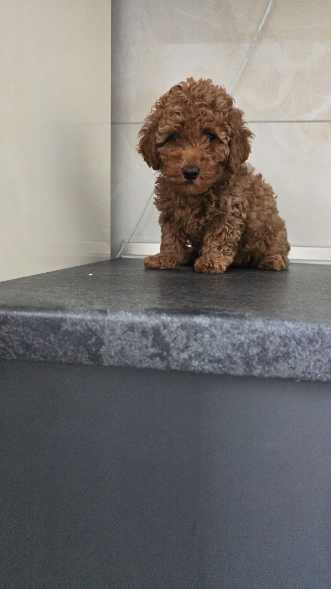 Мальтипу ф2 мальчики