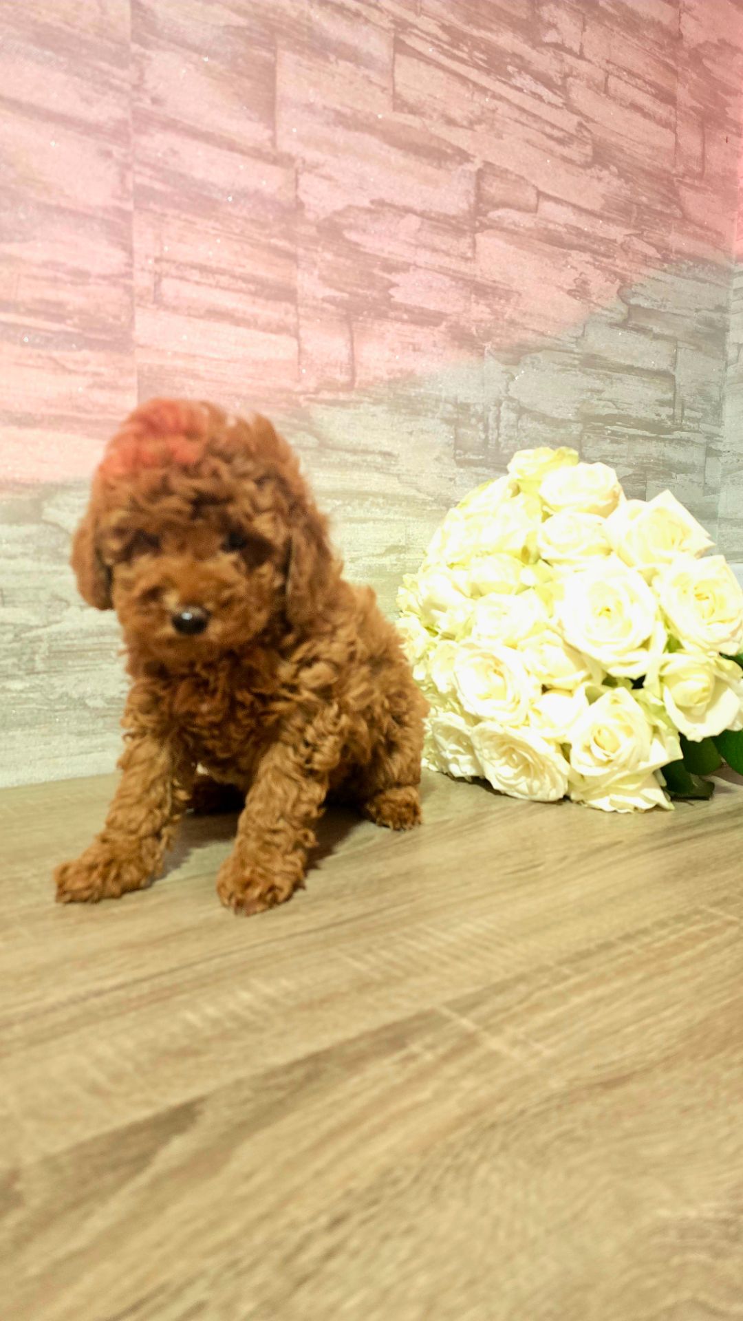 Мальтипу ф2 мальчики