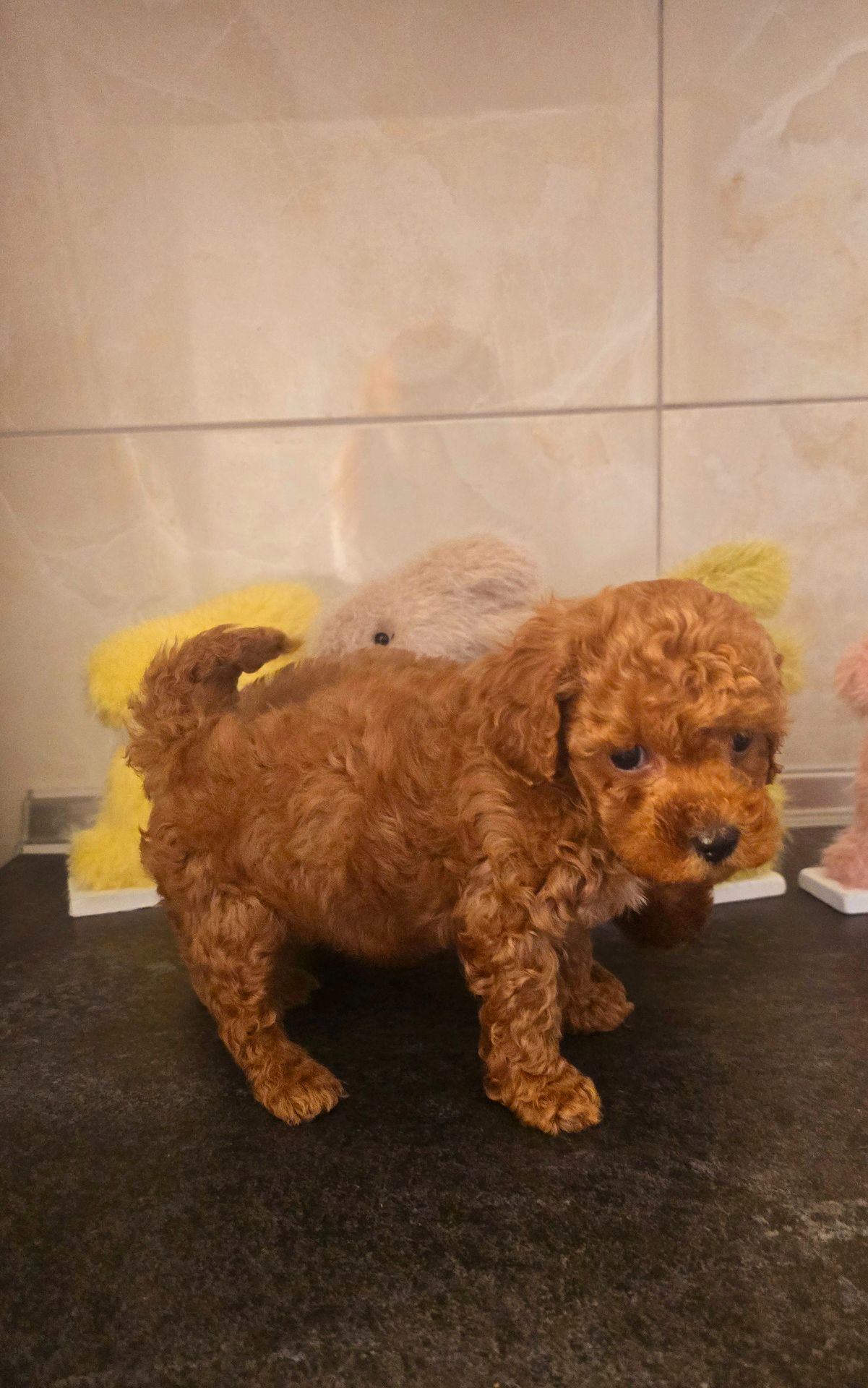 Мальтипу ф2 мальчики