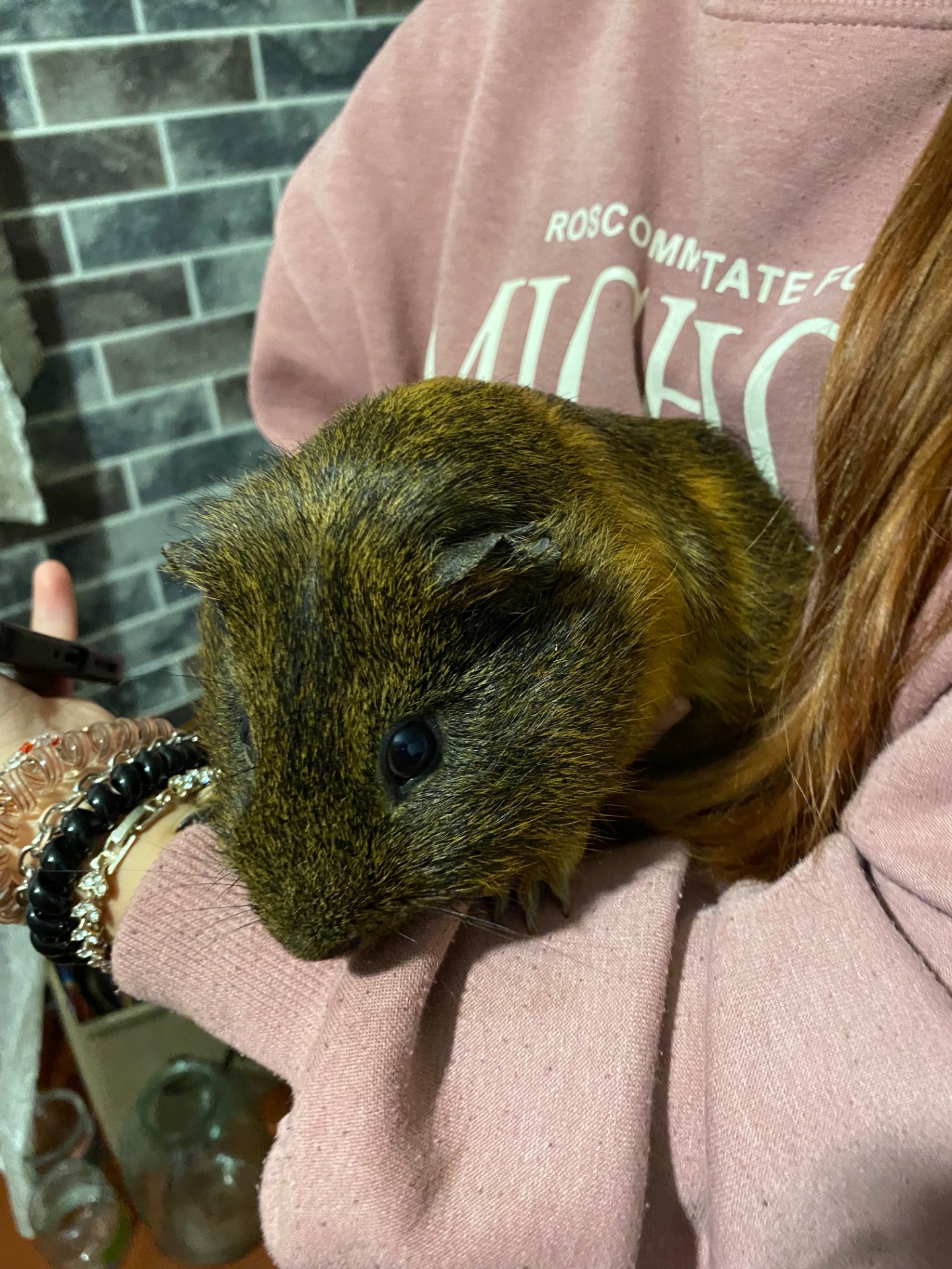 отдам морскую свинку в хорошие руки срочно