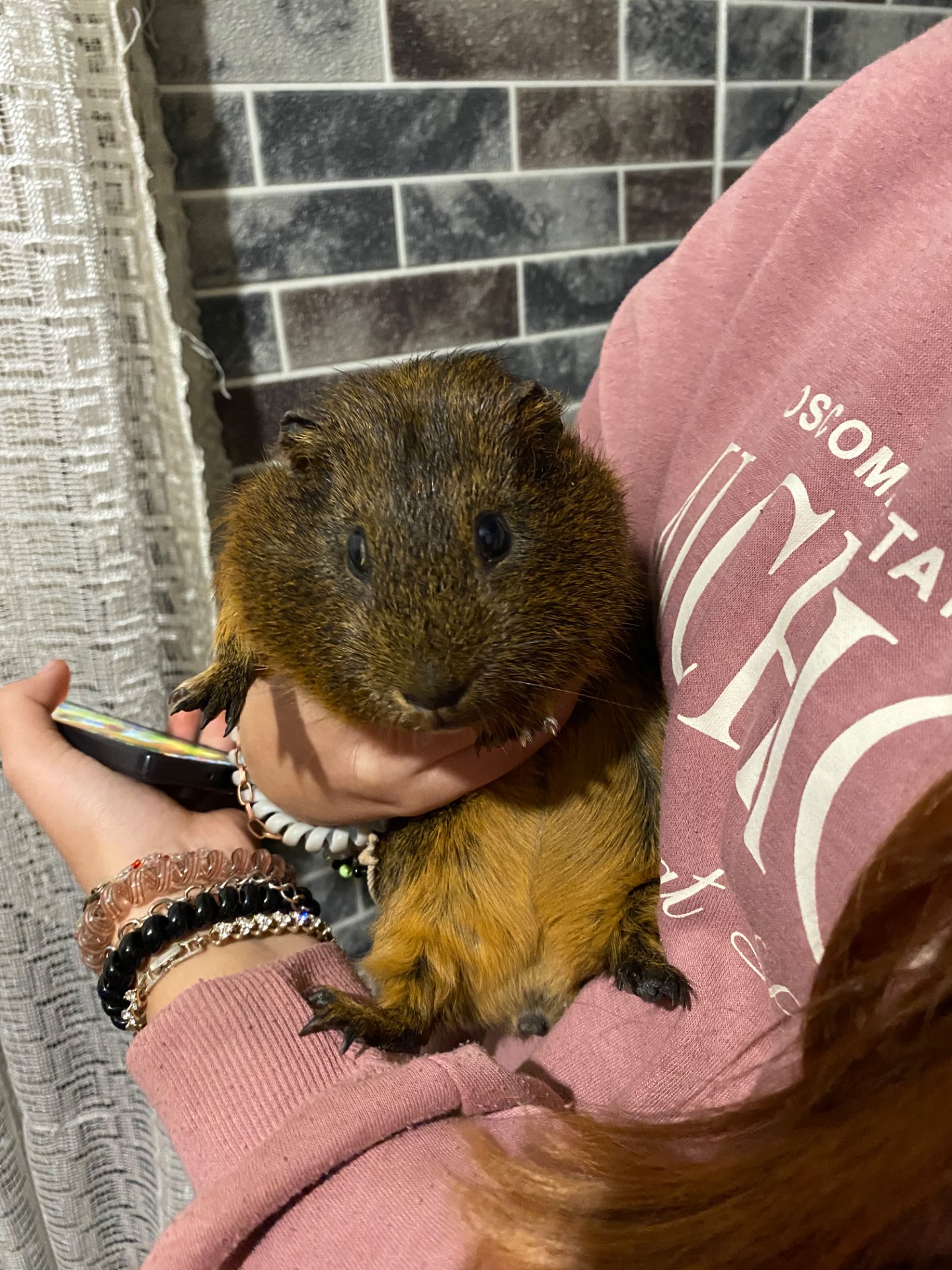 отдам морскую свинку в хорошие руки срочно