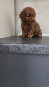 Мальтипу ф2 мальчики