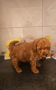 Мальтипу ф2 мальчики