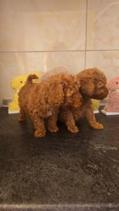 Мальтипу ф2 мальчики