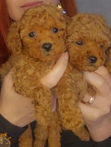 Мальтипу ф2 мальчики