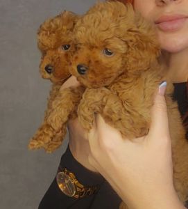 Мальтипу ф2 мальчики