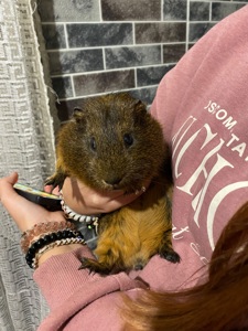 отдам морскую свинку в хорошие руки срочно