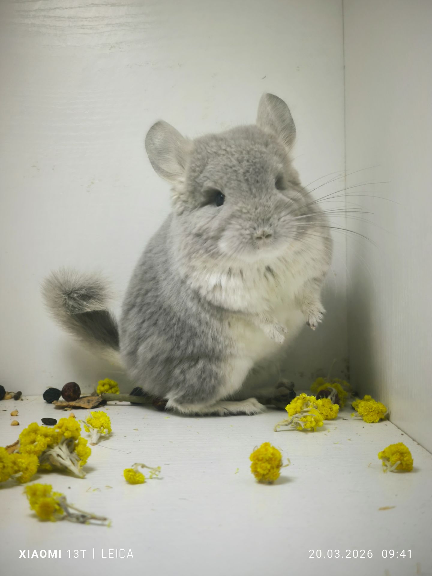 Шиншила фіолетова дівчинка
