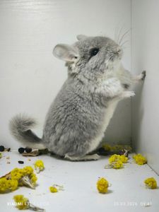 Шиншила фіолетова дівчинка