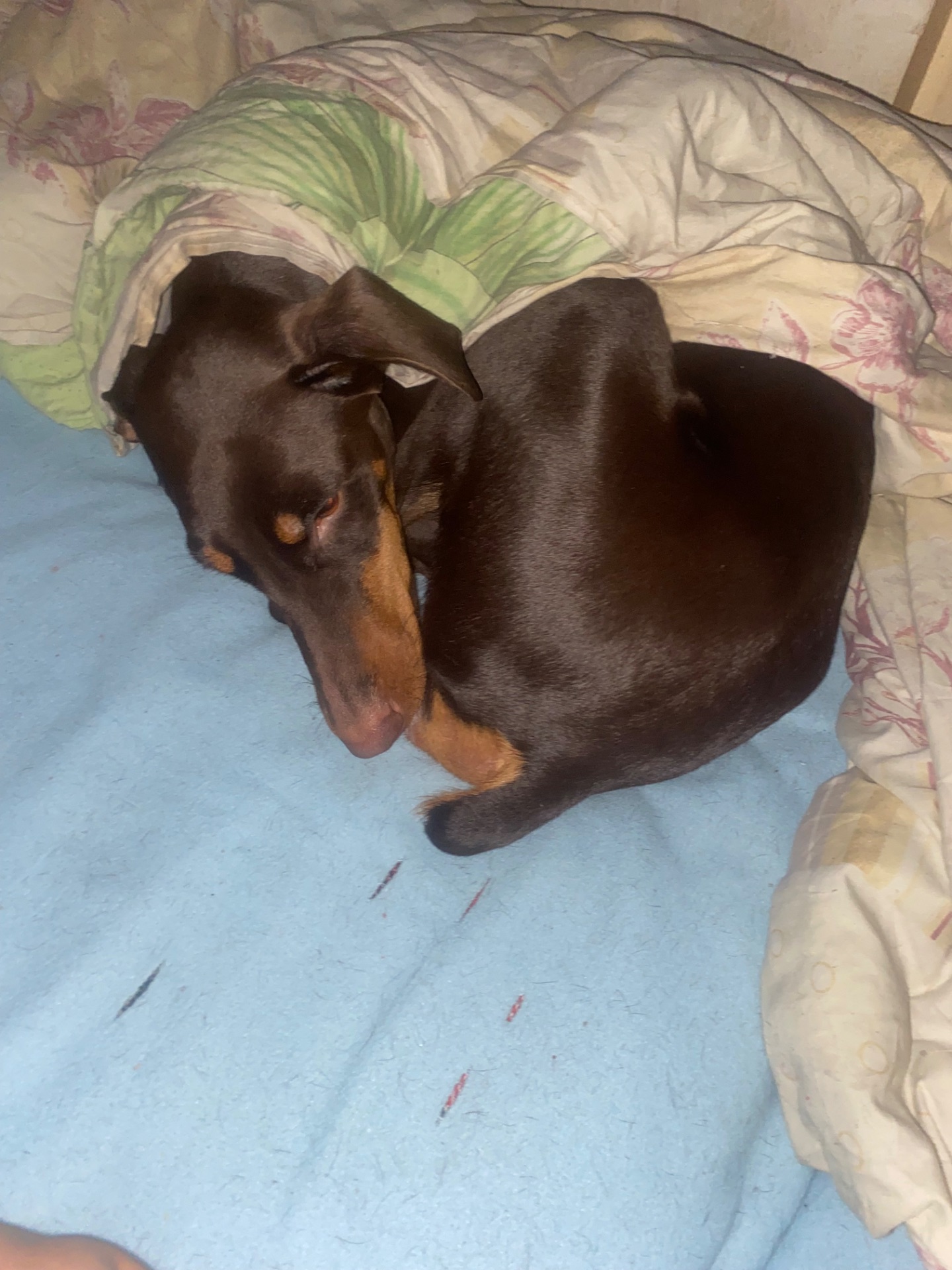 Відамо добермана