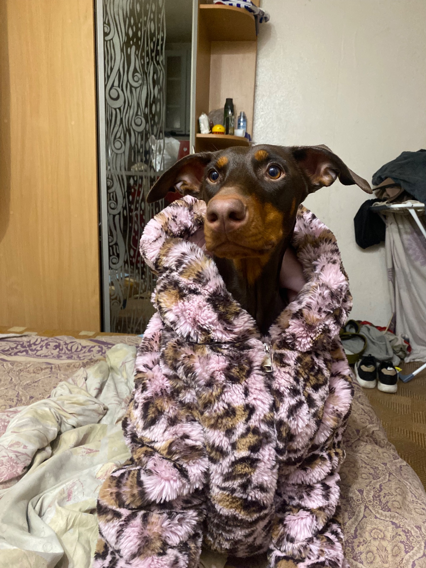 Відамо добермана