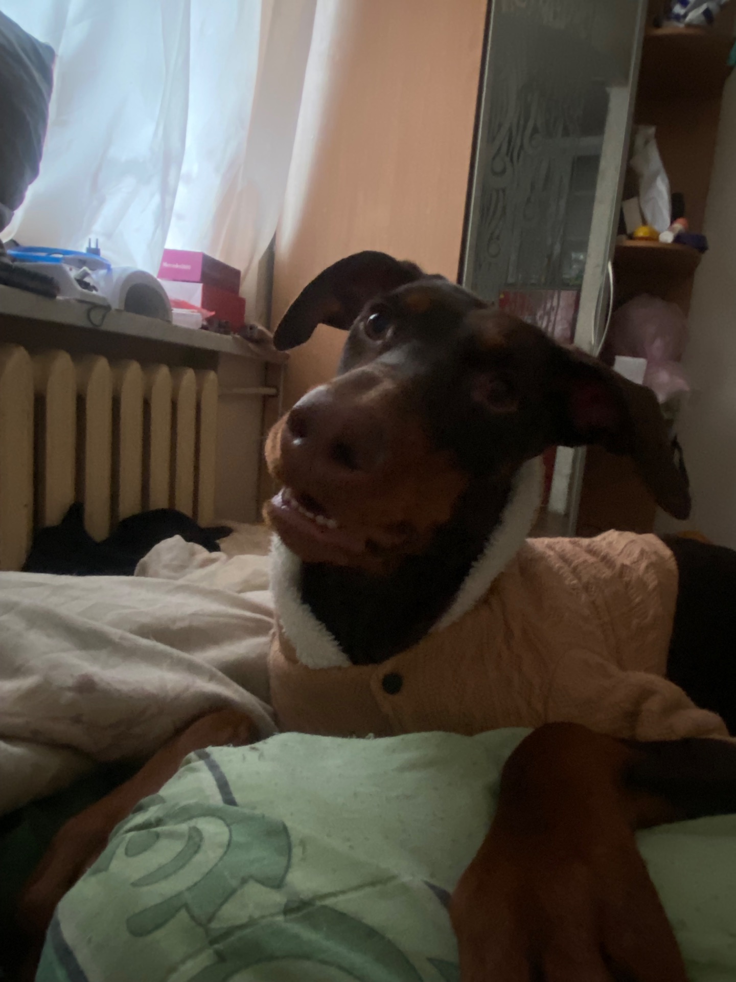 Відамо добермана