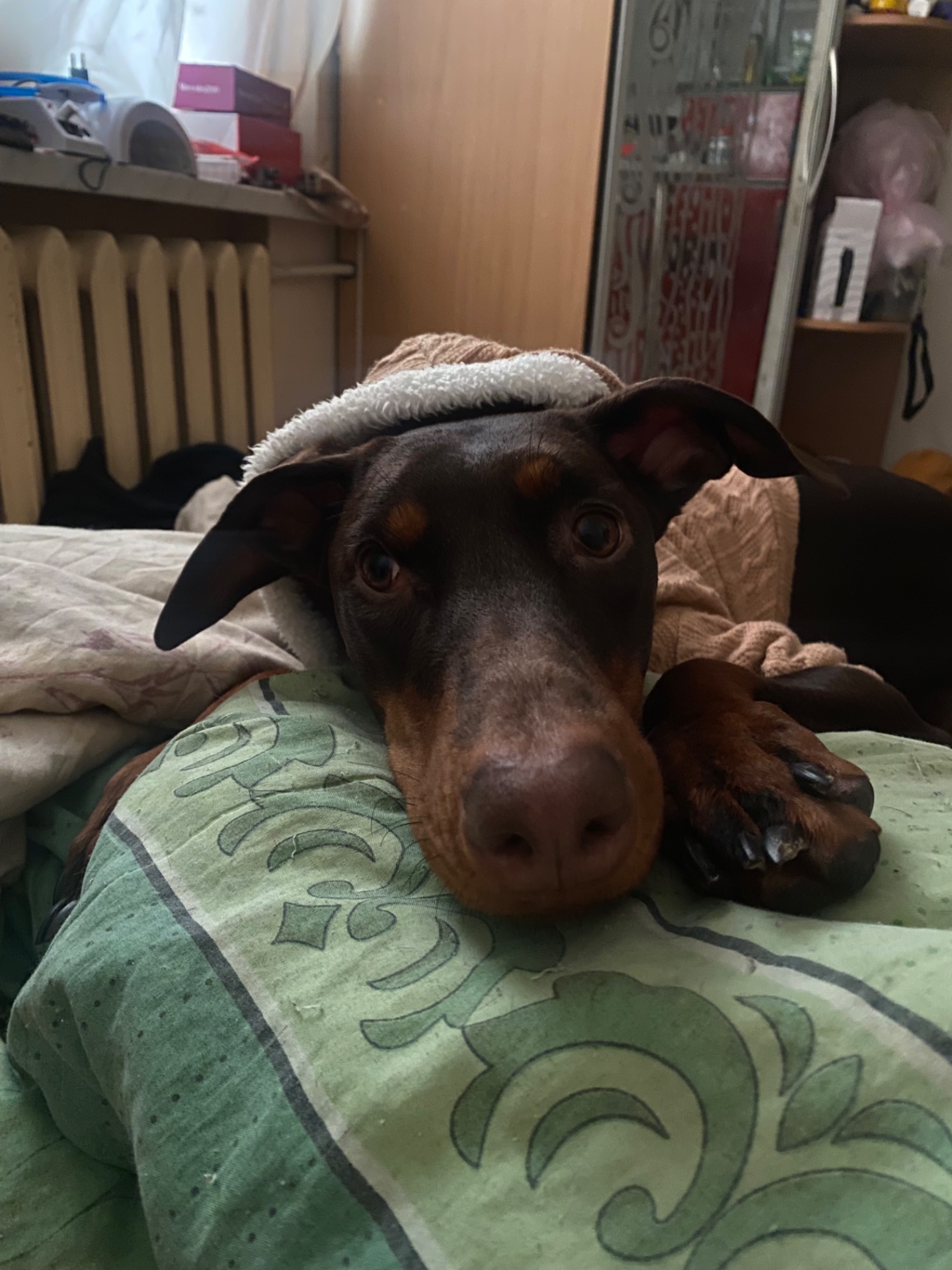 Відамо добермана