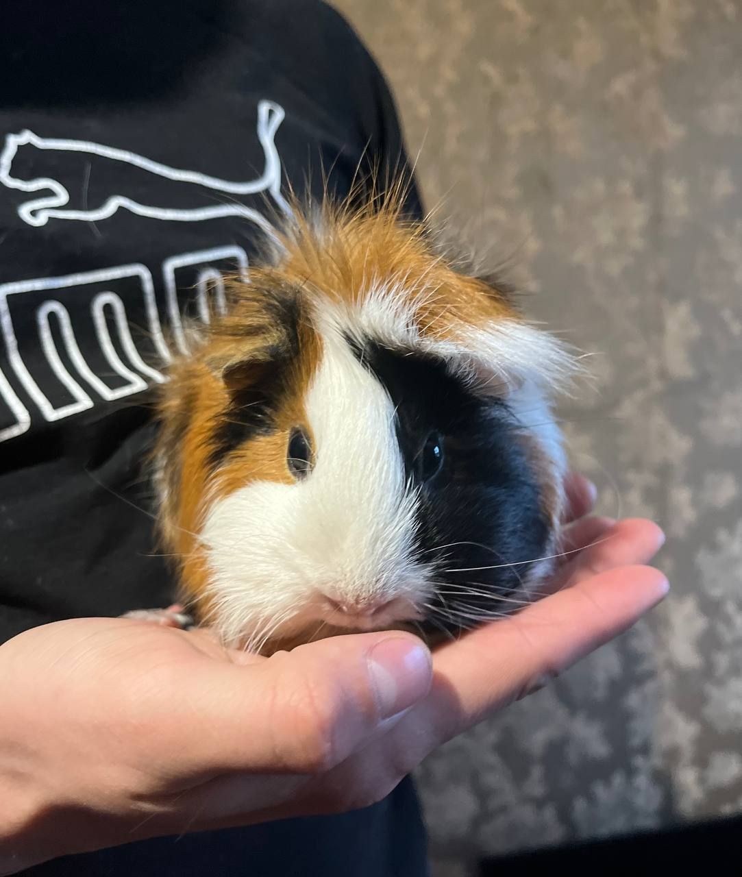 2 морские свинки