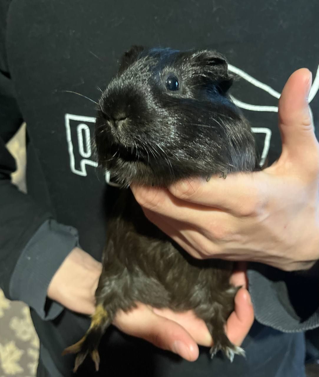 2 морские свинки