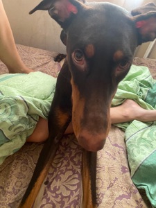 Відамо добермана