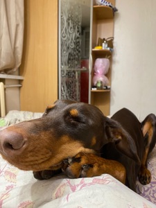 Відамо добермана