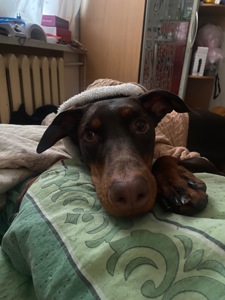 Відамо добермана