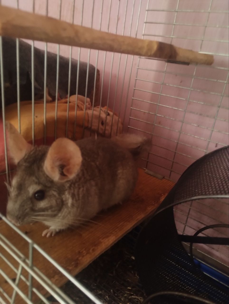 Продам шиншилку Вік 3 роки