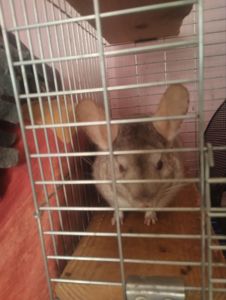 Продам шиншилку Вік 3 роки