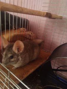 Продам шиншилку Вік 3 роки