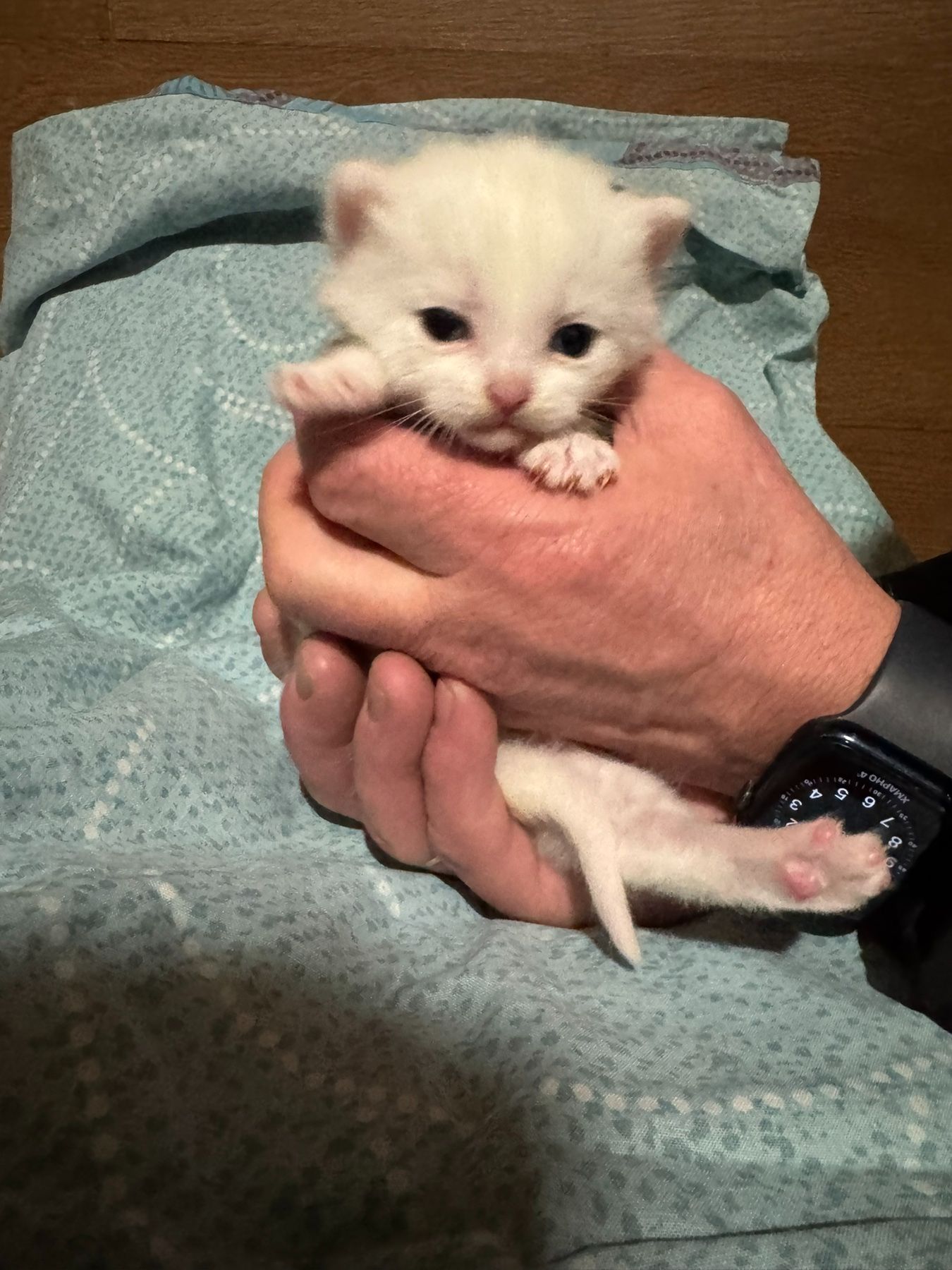 Сніговички