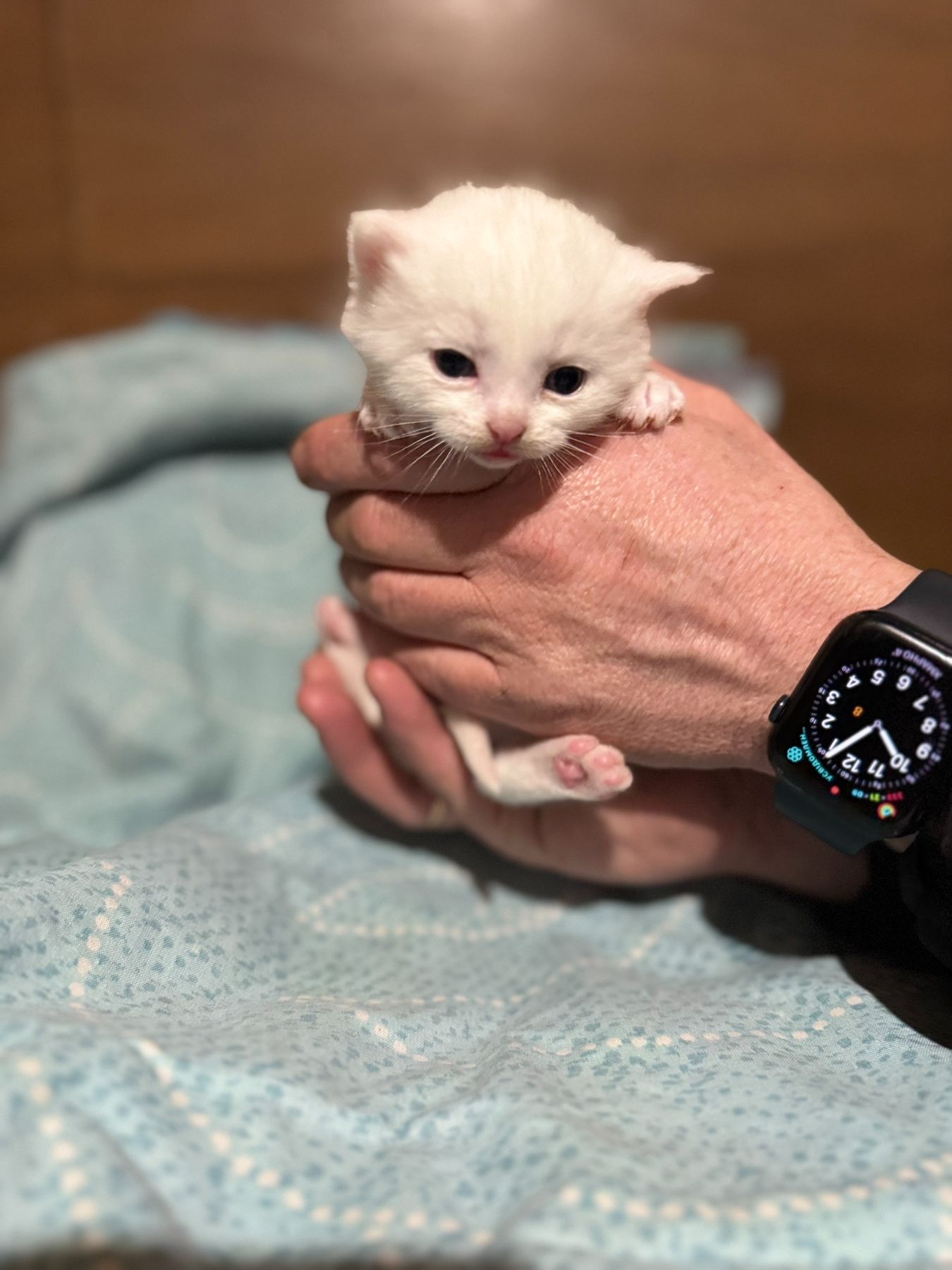 Сніговички