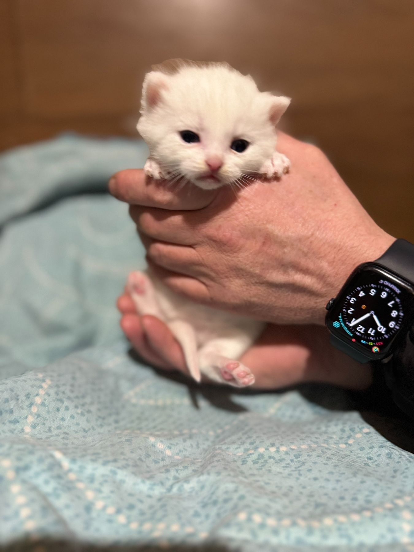 Сніговички