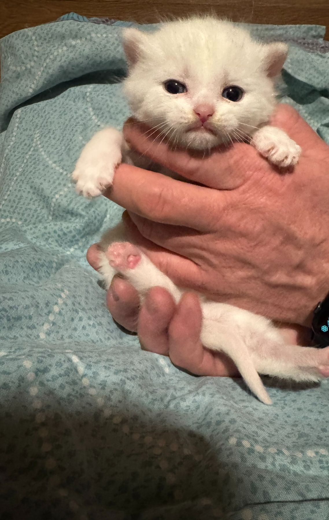 Сніговички