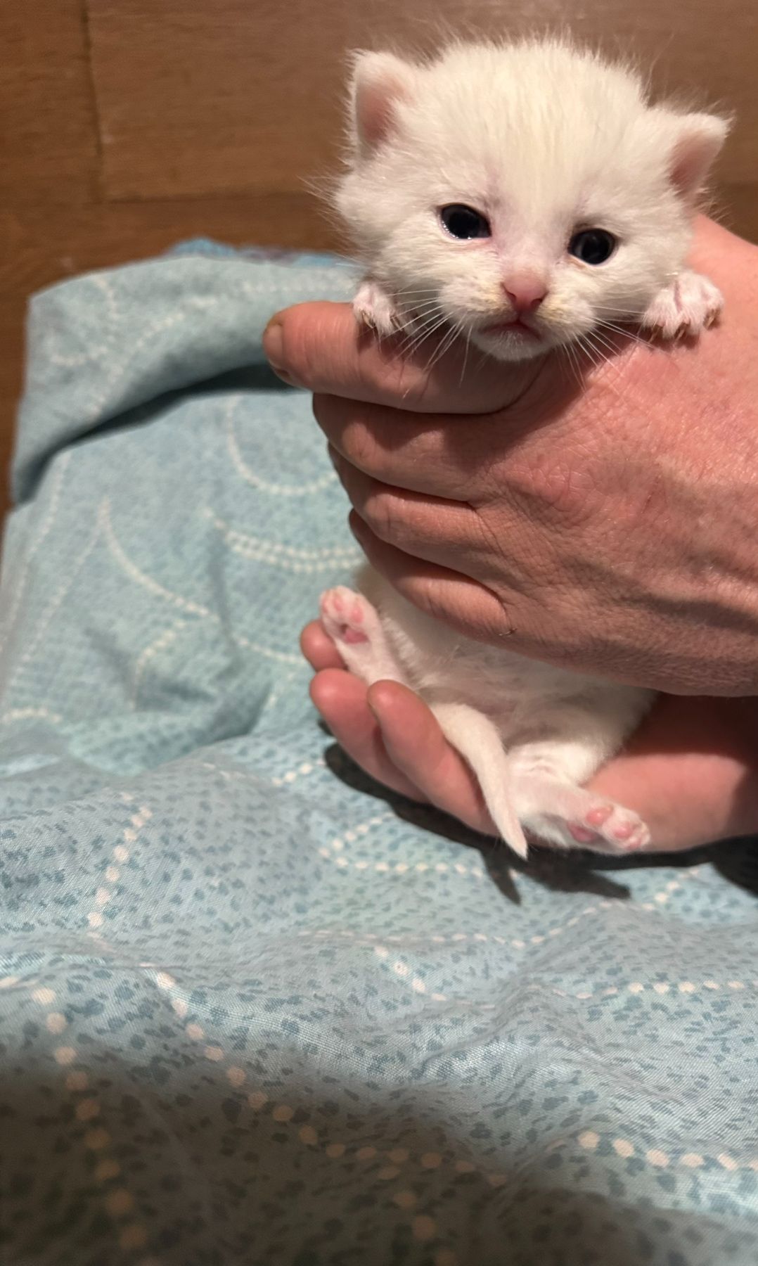 Сніговички