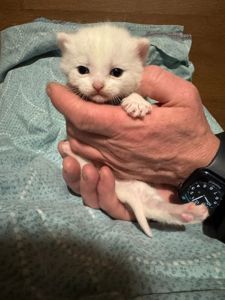 Сніговички