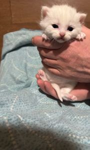 Сніговички